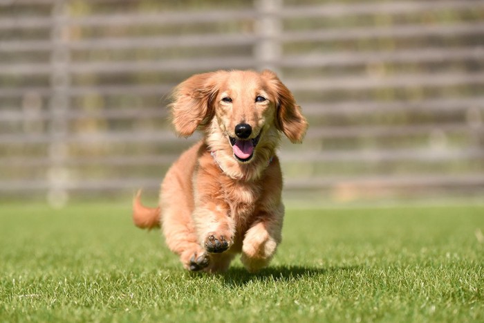 芝生の上を楽しそうに走るミニチュアダックスフンド
