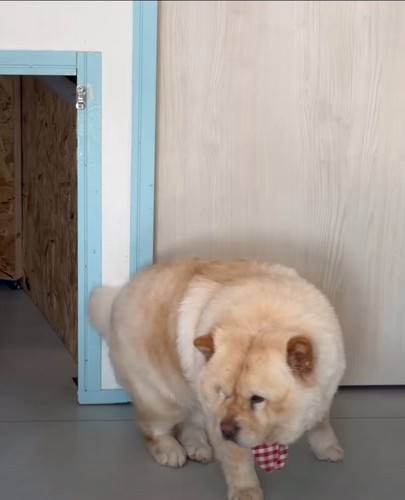 起き上がる犬