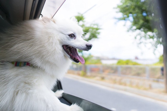 車窓から顔を出す犬