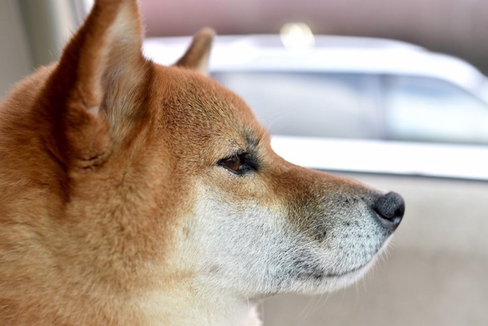 柴犬の横顔のアップ