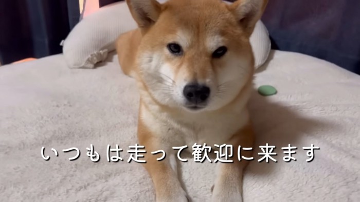 クッションに乗る犬