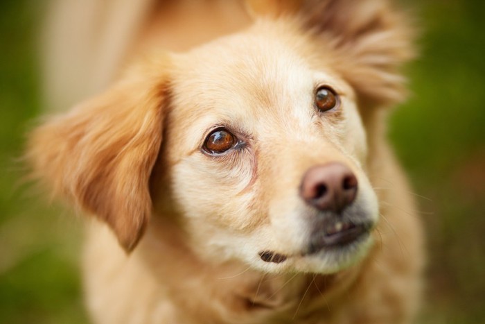 上目遣いの犬