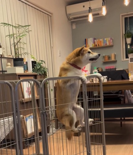 足を柵におろす犬