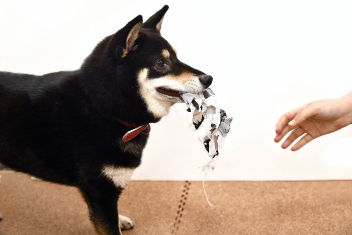 いたずらする柴犬と飼い主の手