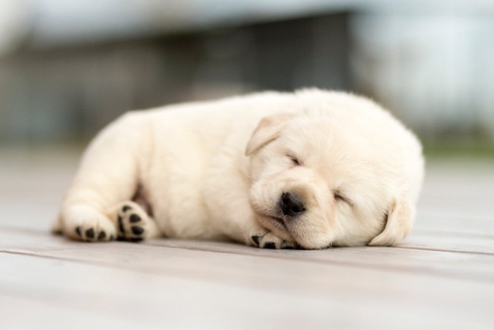 眠るゴールデンレトリーバーの子犬