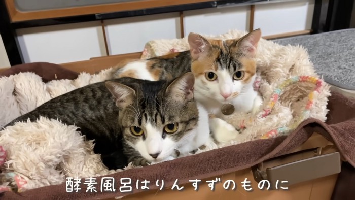 猫たちが寛いでいるのも思い出の酵素風呂