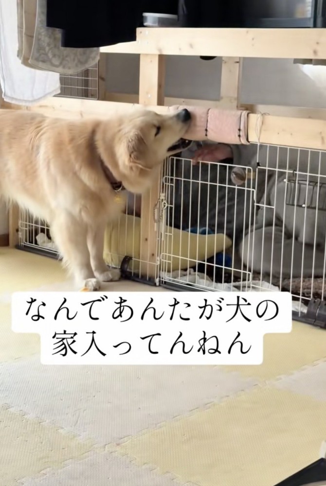 「早くあけてぇ」