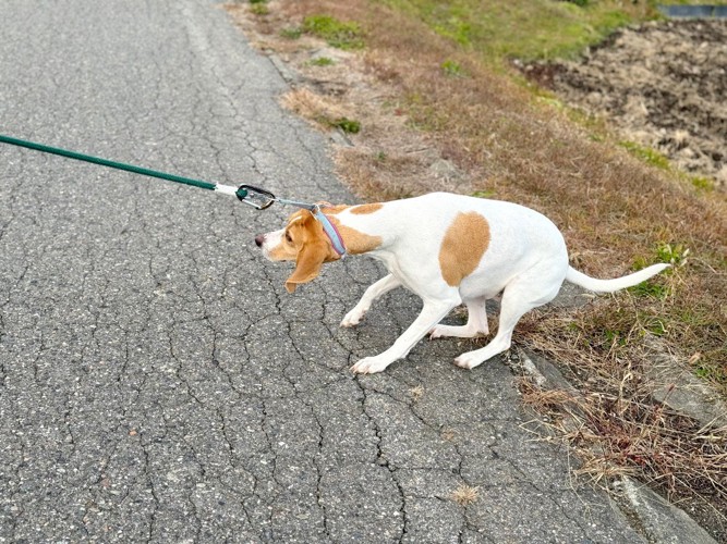 歩きたくない白茶の垂れ耳の犬