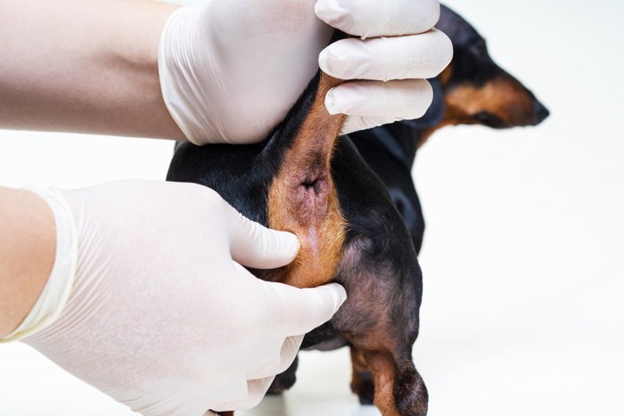 肛門腺絞りをされている犬