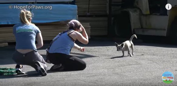 近づいてきた犬