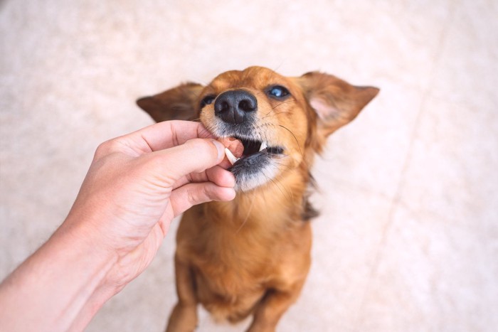 手からおやつをもらう茶の犬