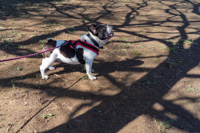 犬とハーネス