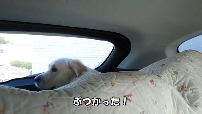 ギンちゃんの洗車機体験6