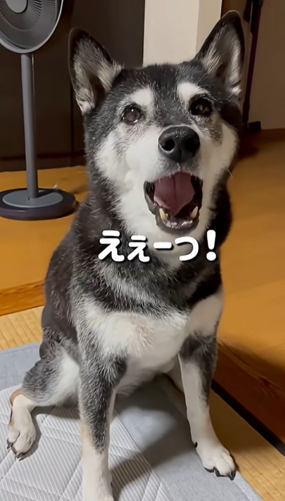 不満そうなこうめちゃん