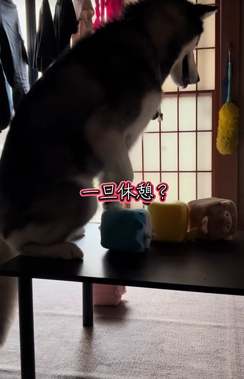 テーブルの上に座る大型犬