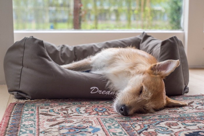 ベッドからはみ出して寝ている犬