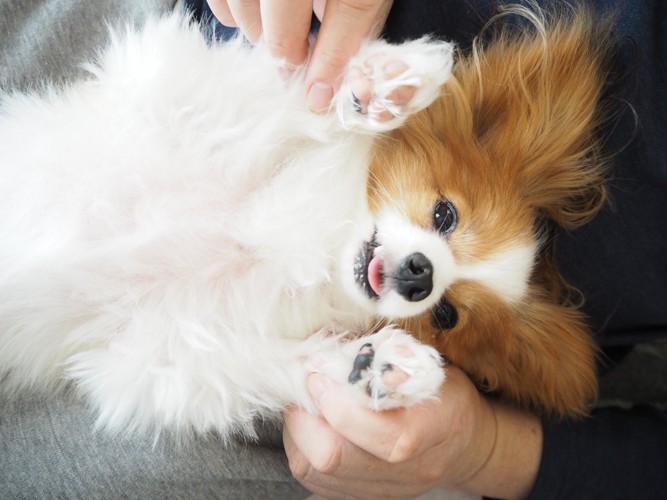 膝の上で万歳する犬