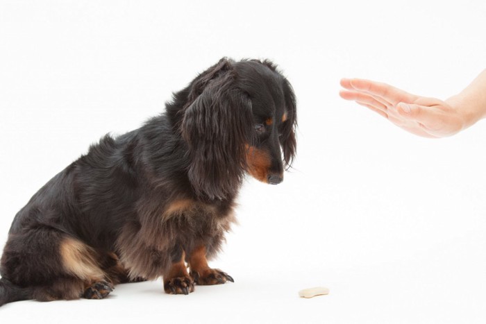 マテの手と下を向く犬