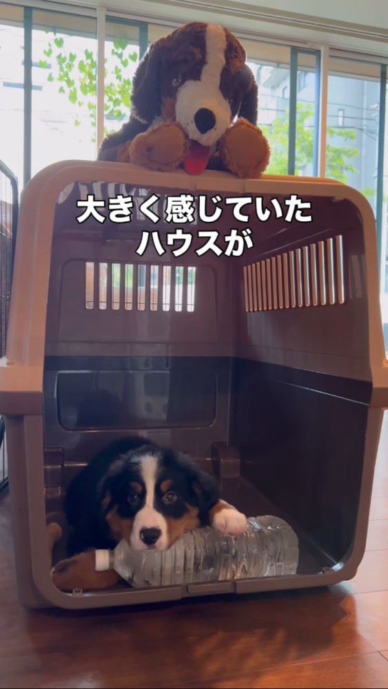 ハウスの中にいる小さな子犬