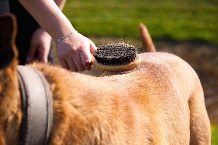 ブラッシングされている犬の背中