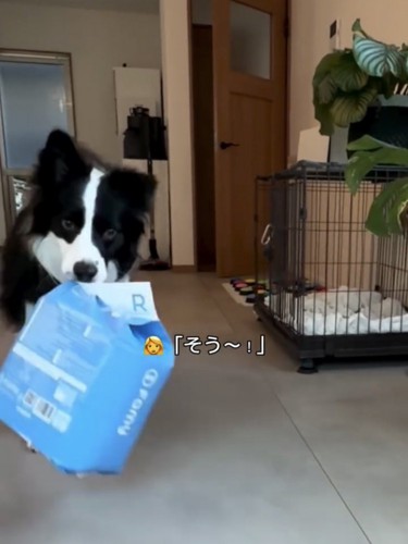 袋をくわえて運ぶ犬