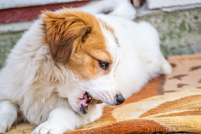 横を向く犬