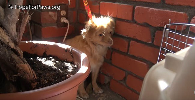 隅に固まる犬