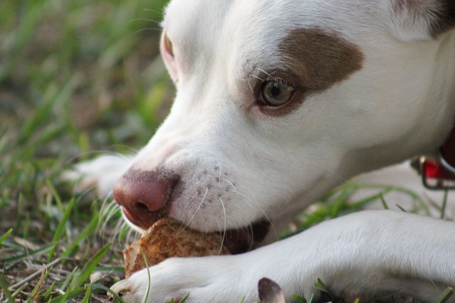 食べ物をかじる犬