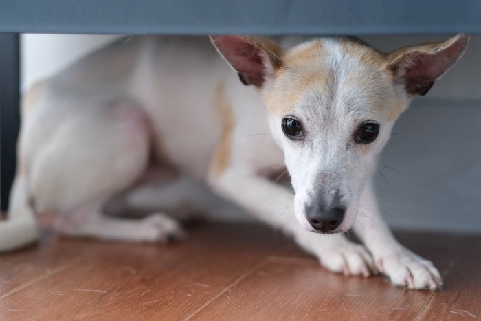 隠れて身をかがめる犬