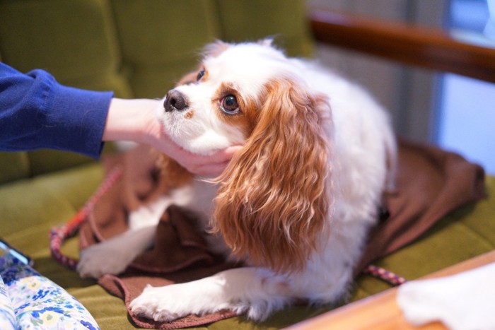 犬を撫でる