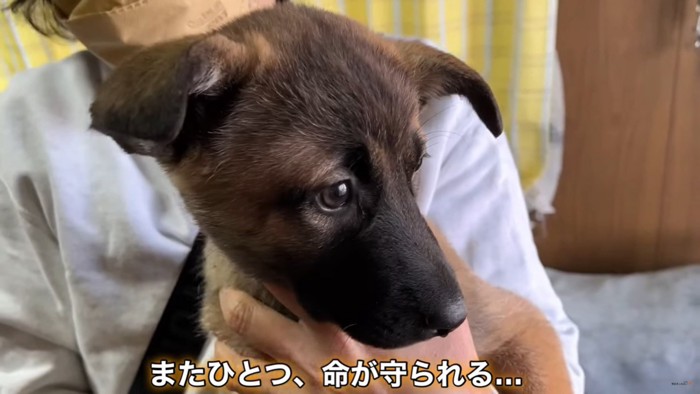 抱っこされる子犬