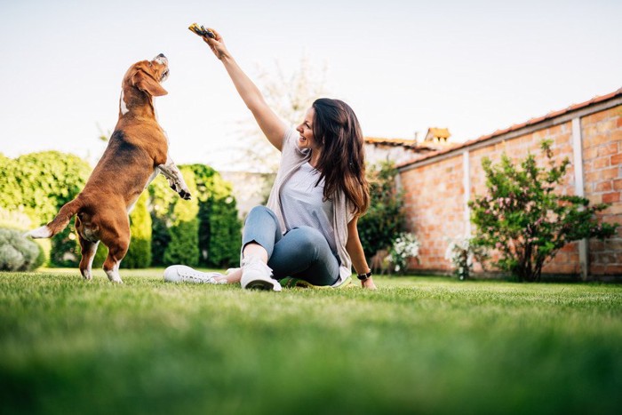 お庭で遊ぶ女性と犬