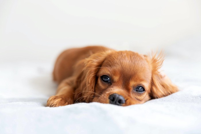 茶色の犬ぐったり