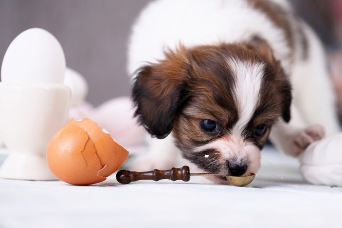 卵の殻と子犬