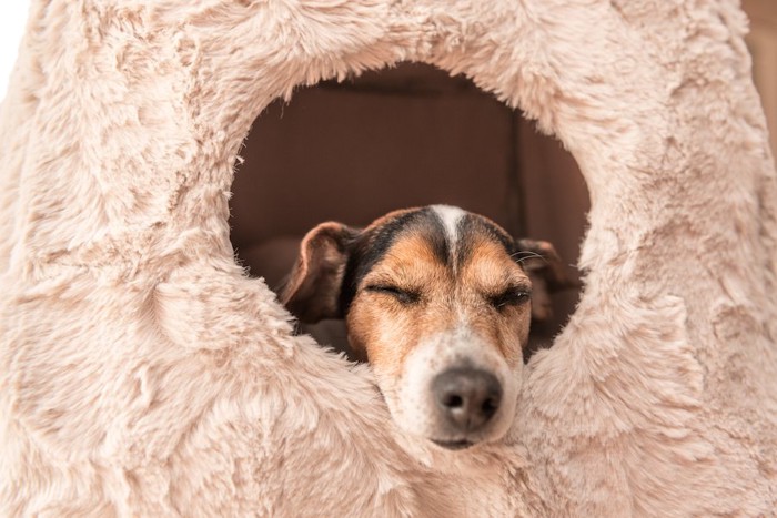 ドーム型のベッドで眠る犬