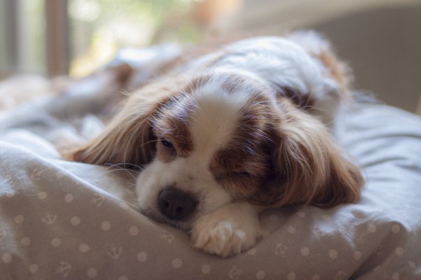 クッションでお昼寝する犬