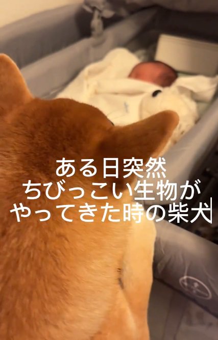 赤ちゃんとおもちくん