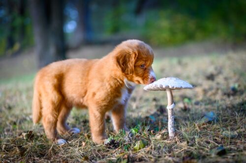 野生のきのこを嗅ぐ犬