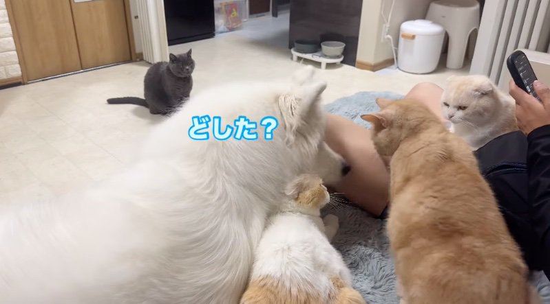 様子をうかがうサモエド