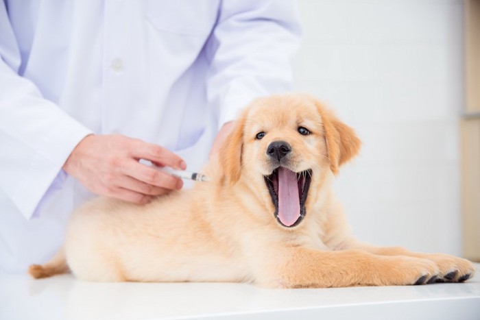 病院で注射をされているあくび中の子犬