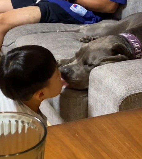 まどろみながら男の子の顔を舐める犬