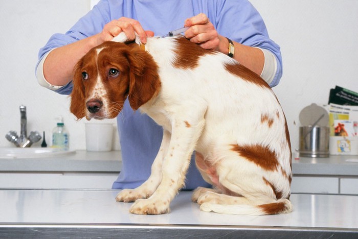 獣医さんと茶色と白のブチの犬