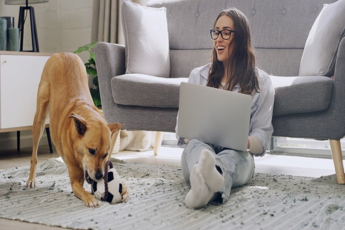 おしりを上げた茶の犬、おもちゃ遊び
