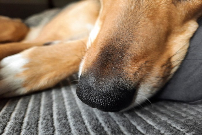 茶の犬の鼻のアップ