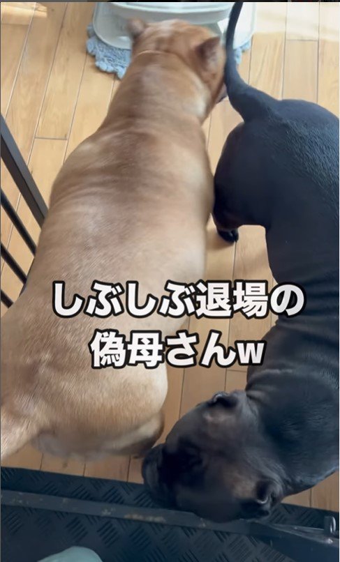 ラブちゃんと子犬の面会10