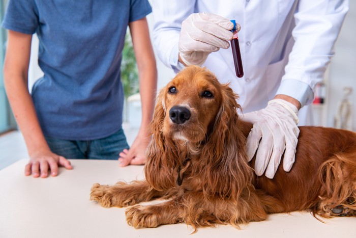 動物病院で採血を終えた犬