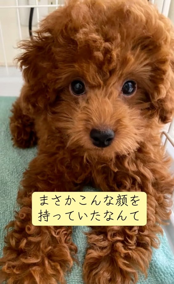 子犬のえるもくん4
