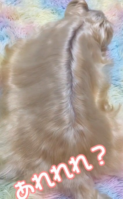 毛ヅヤの良い茶々ちゃん