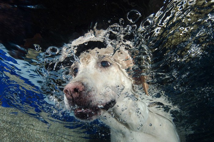 水中にいる犬