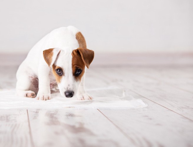 ペットシーツの上に座っている犬